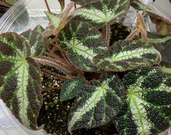 Begonia Rouge Variegated - Etsy