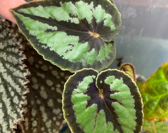 Begonia Dinhdui SEEDLINGS (LIVE PLANT)
