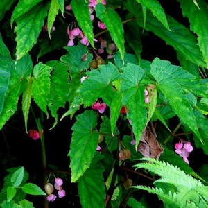 Begonia Dipetala (LIVE PLANT)