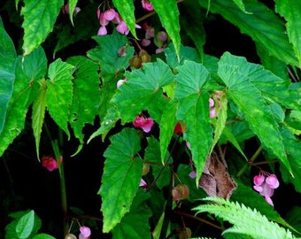 Begonia Dipetala (LIVE PLANT)