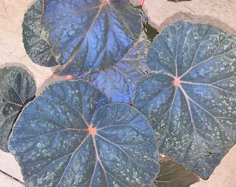 Begonia Filiformis Red Form (LIVE PLANT) - Etsy