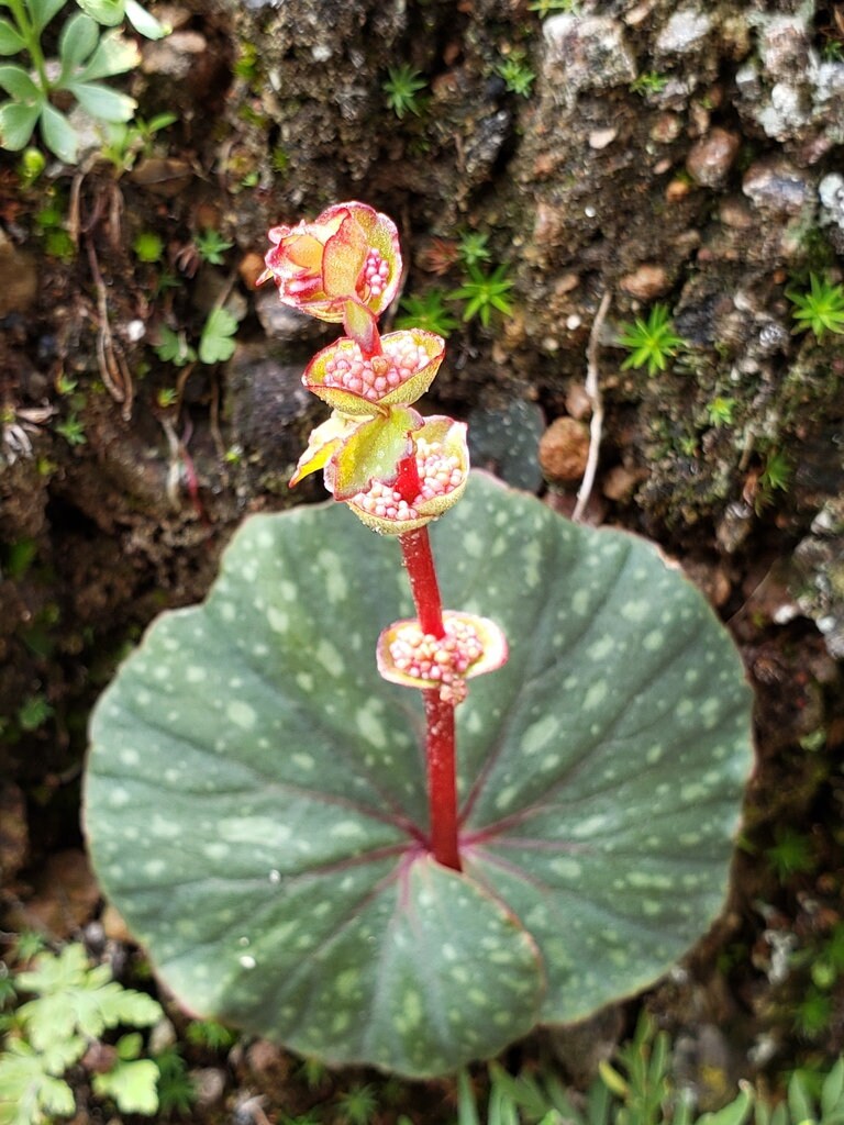 Begonia Tapatia BULBILS (Read Description!!)