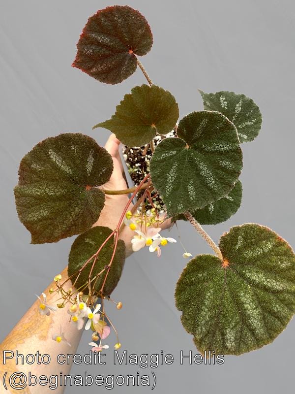 Begonia Filiformis Red Form (LIVE PLANT) - Etsy