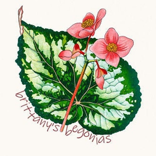 Begonia Filiformis Red Form (LIVE PLANT) - Etsy
