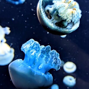 Blue Blubber Jellyfish 11x14 Canvas
