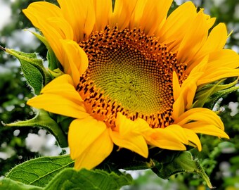 Gazing Sunflower 11x14