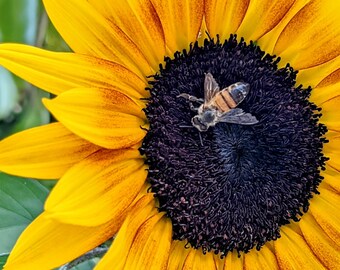 Sweet Sunflower Bee 10x10