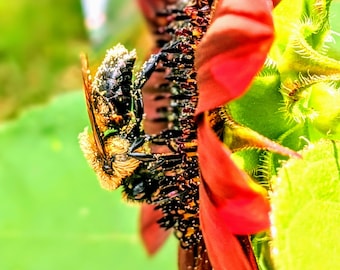 Pollinated Pollinator Bumble Bee Sunflower 10x10