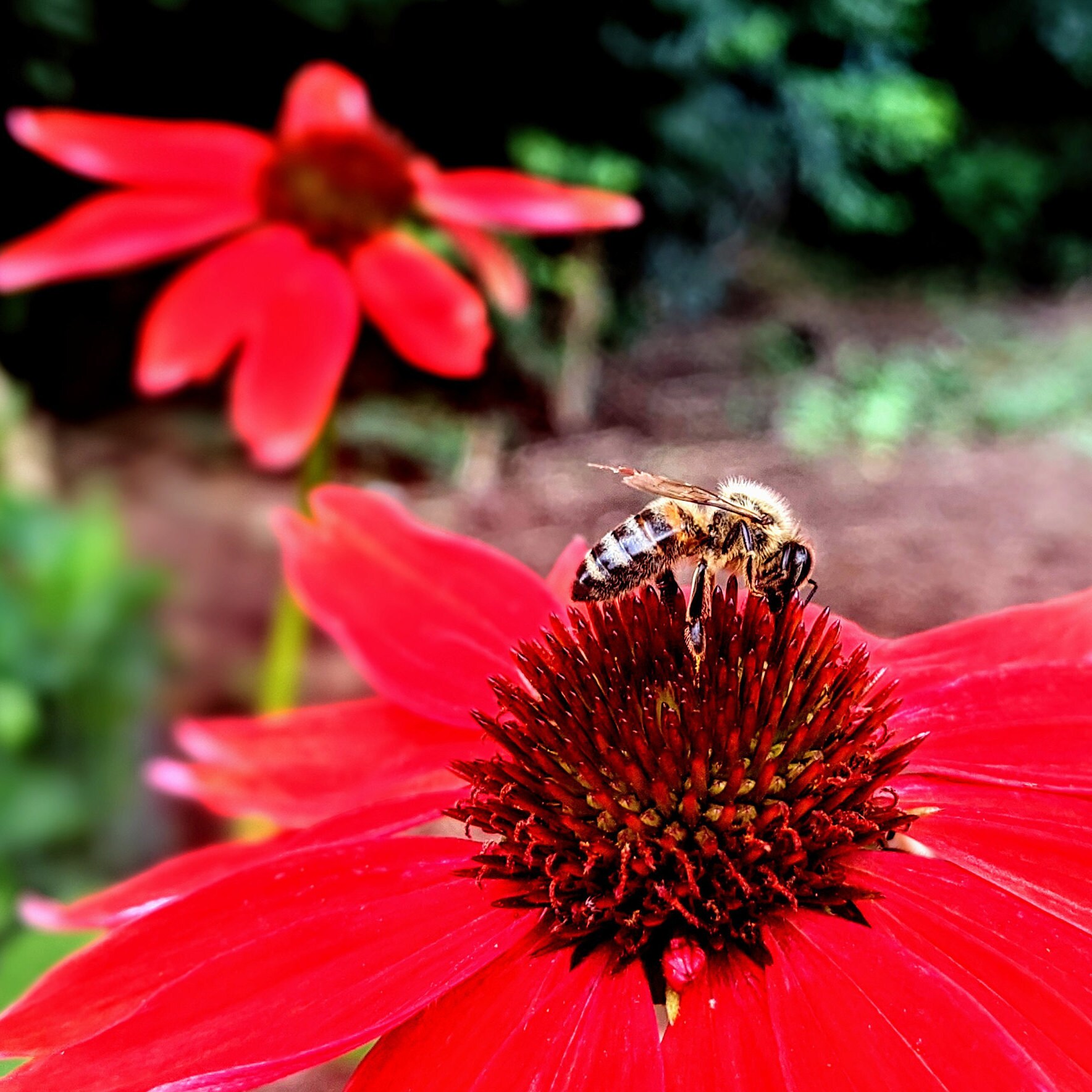 Honey Bee Fire Coneflower 10x10 Etsy