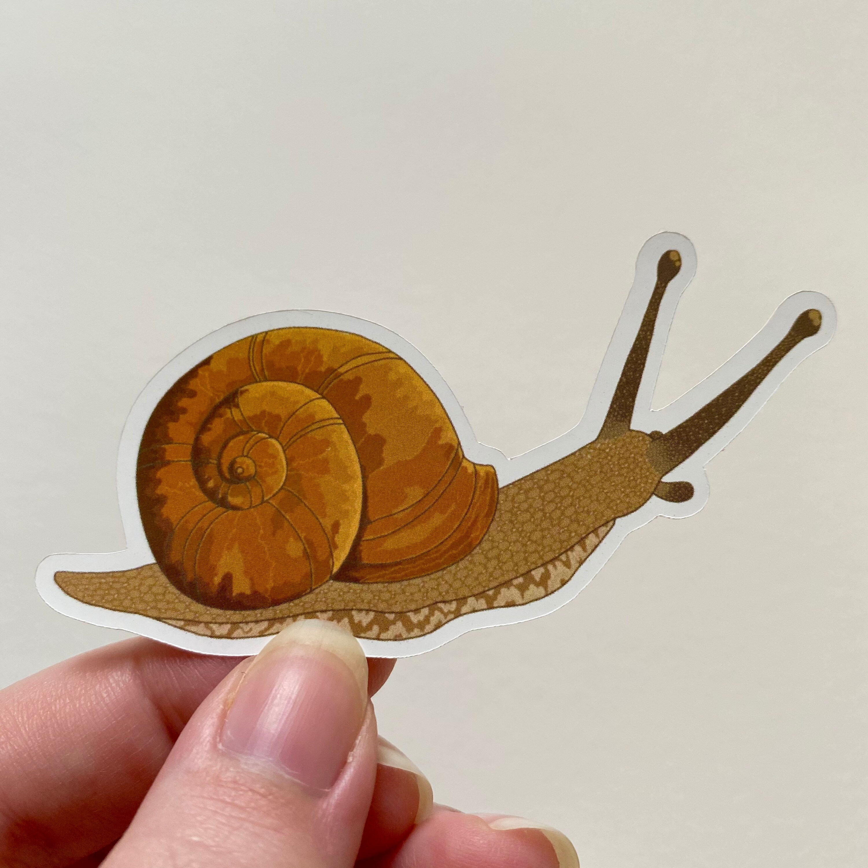Snail Sticker Etsy