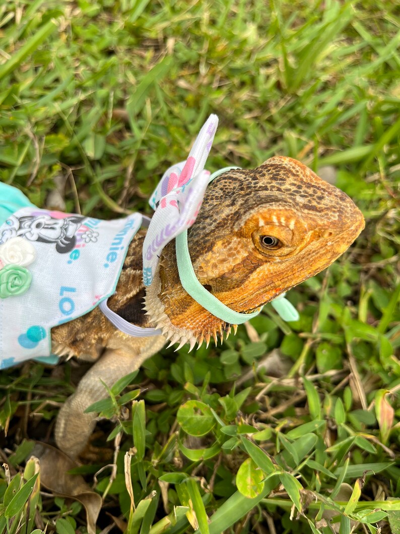 Minnie Bearded Dragon Dress MADE IN AMERICA - Etsy