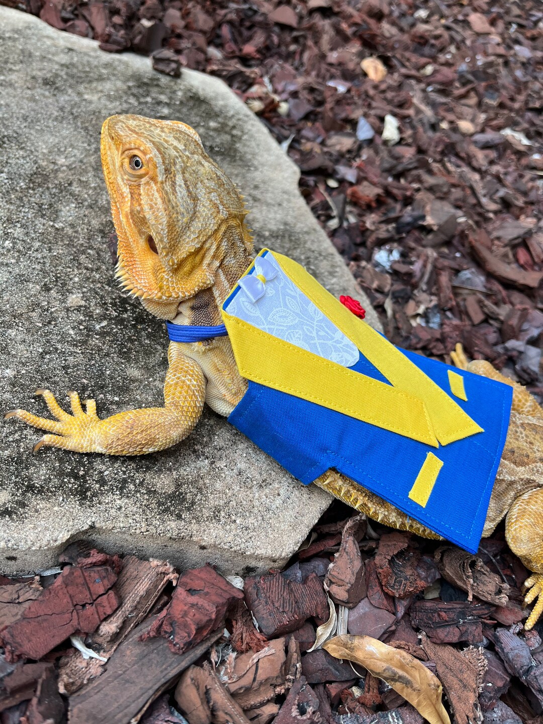 Beauty and the Best Bearded Dragon Tuxedo MADE IN AMERICA Etsy