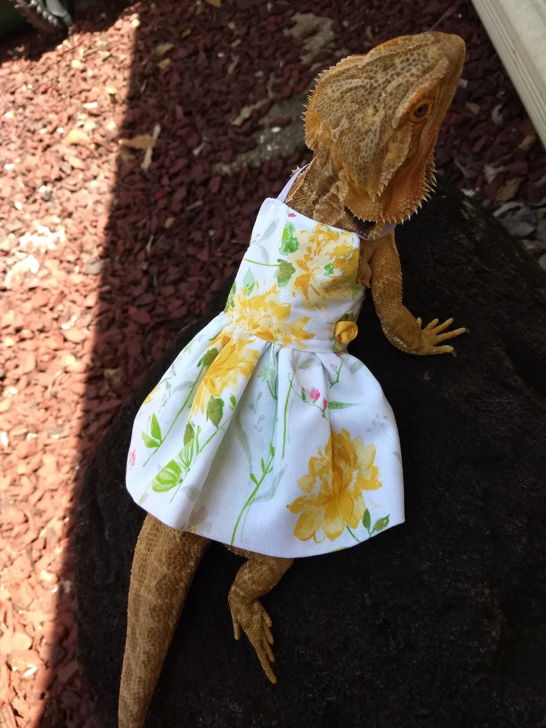 Yellow Bearded Dragon Dress MADE IN AMERICA - Etsy