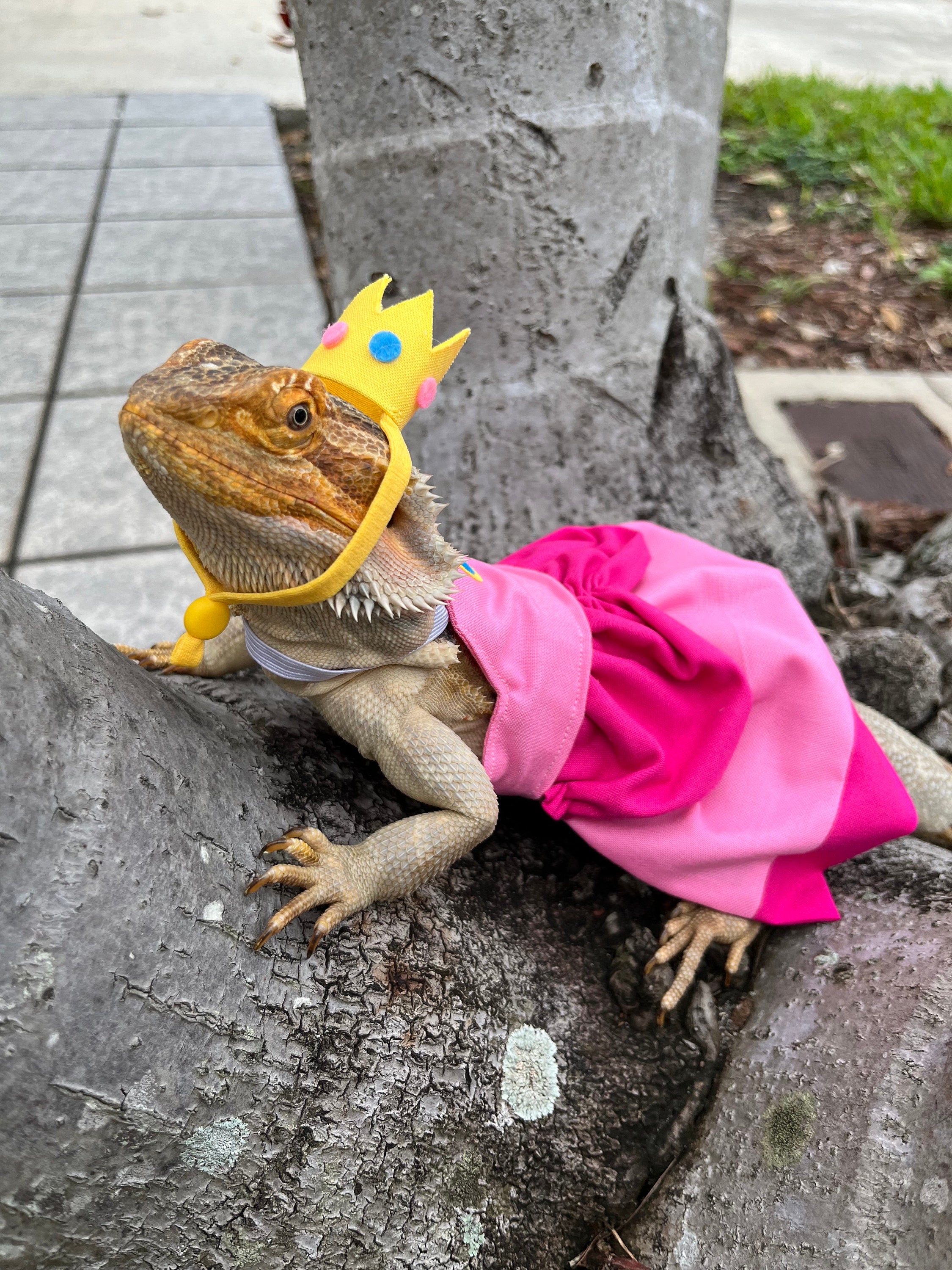 beaded dragon dress Princess Peach Bearded Dragon Dress MADE IN AMERICA