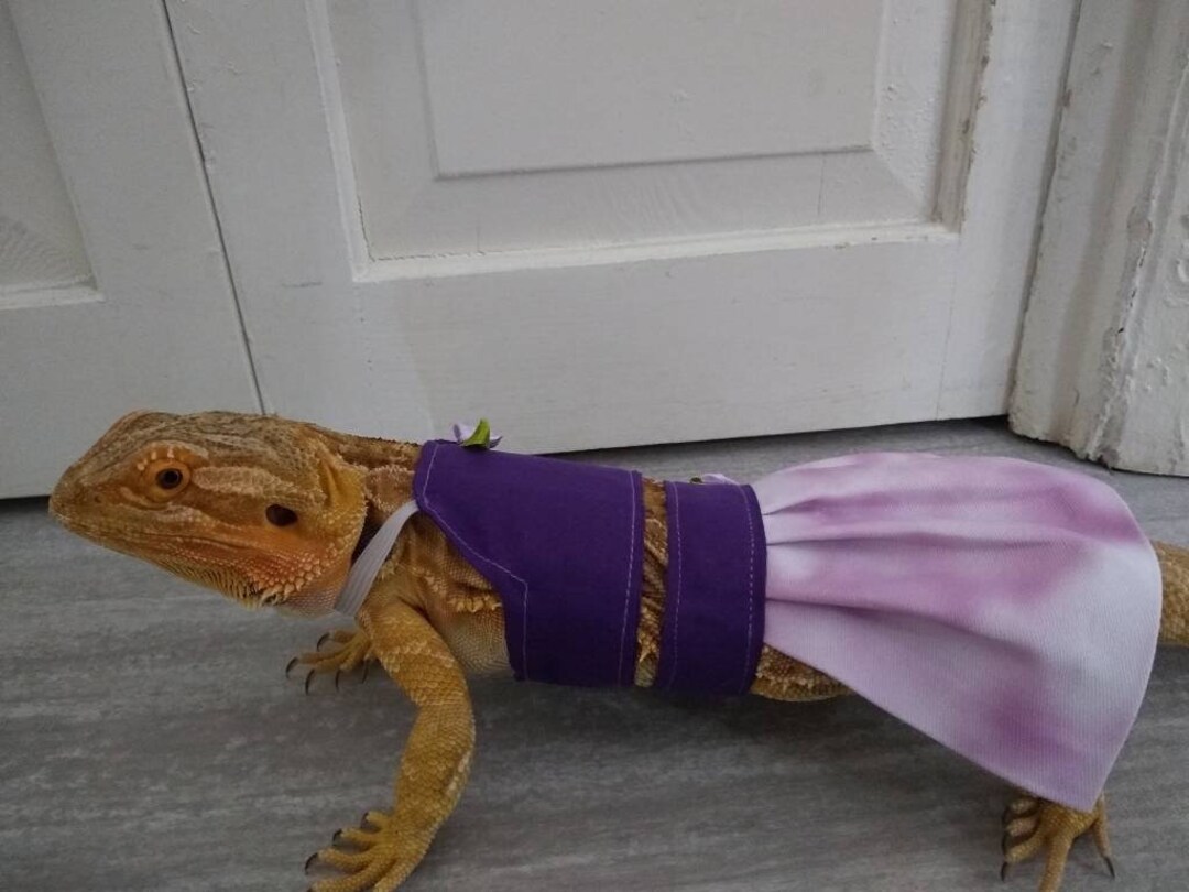 Purple Bearded Dragon Matching Set of Clothes MADE IN AMERICA - Etsy