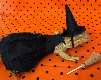 May include: A bearded dragon wearing a black witch costume with a pointed hat and holding a small broom. The dragon is on a orange background with black polka dots.