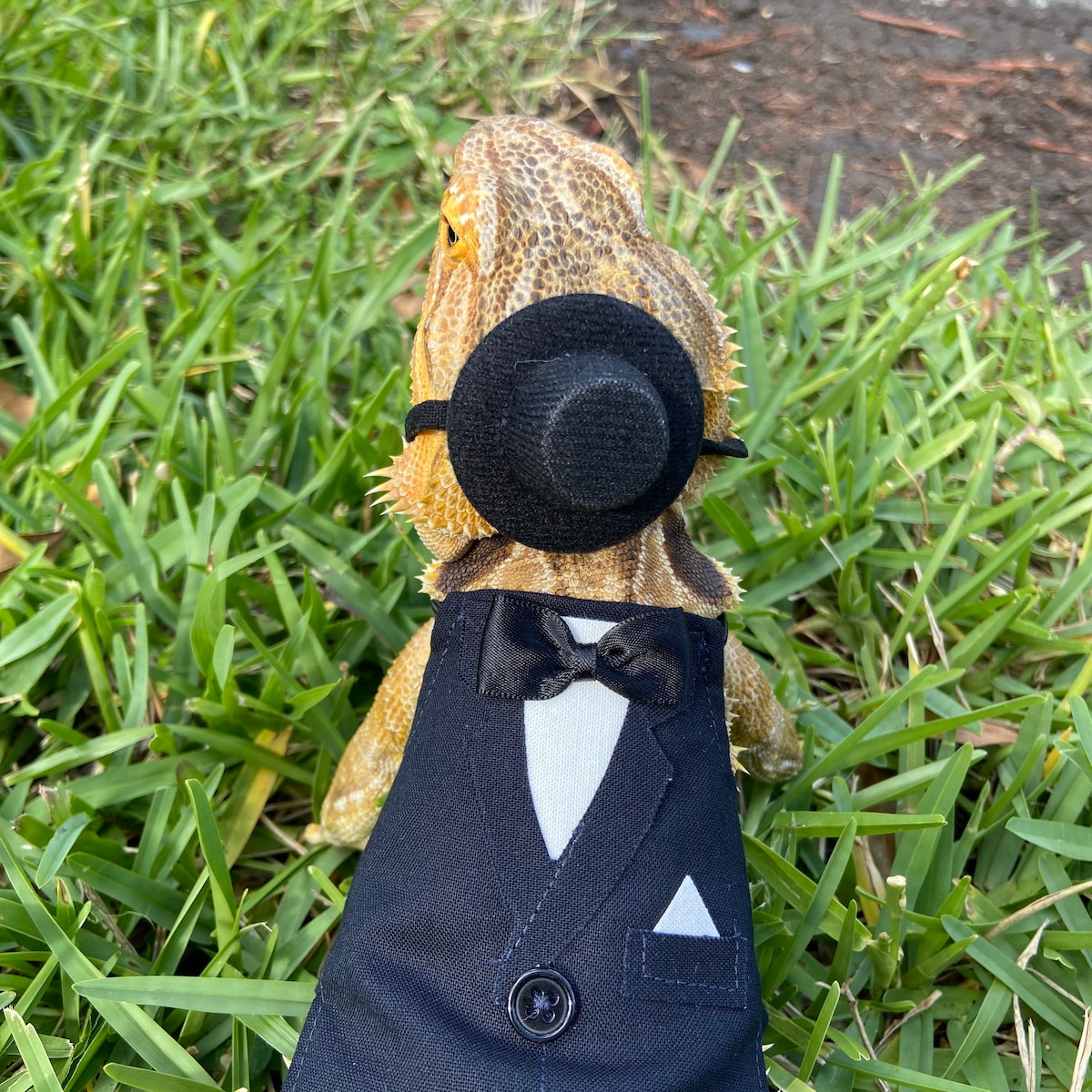 Very Dapper Tuxedo for Dexy