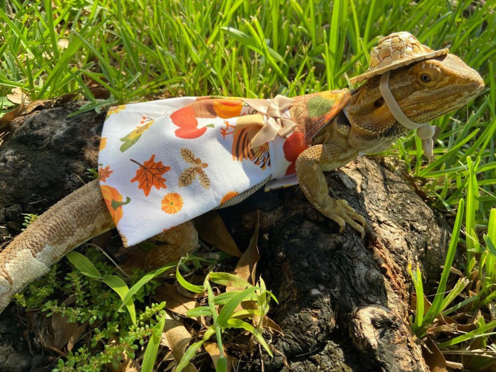 Autumn Bearded Dragon Costume Dress MADE IN AMERICA - Etsy