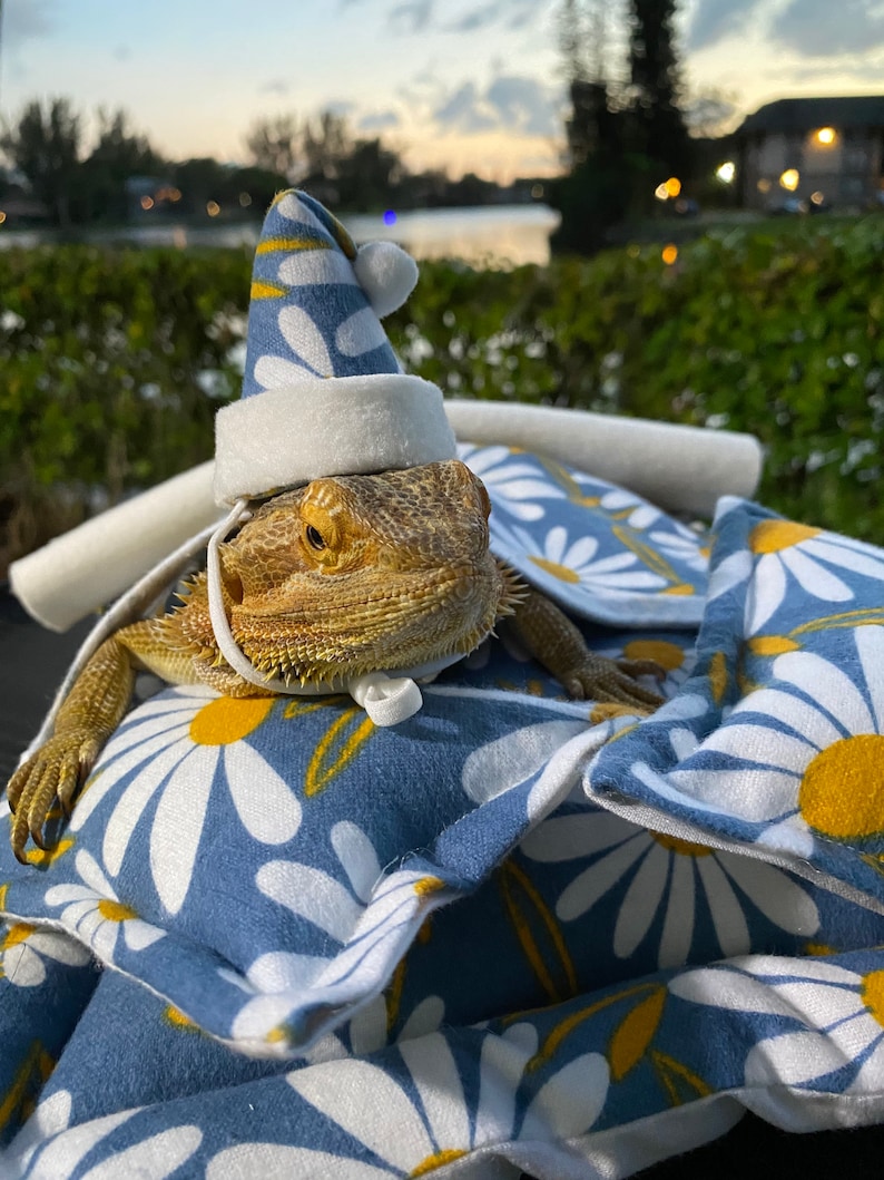 Bearded Dragon Bed 6pcs MADE IN AMERICA Etsy