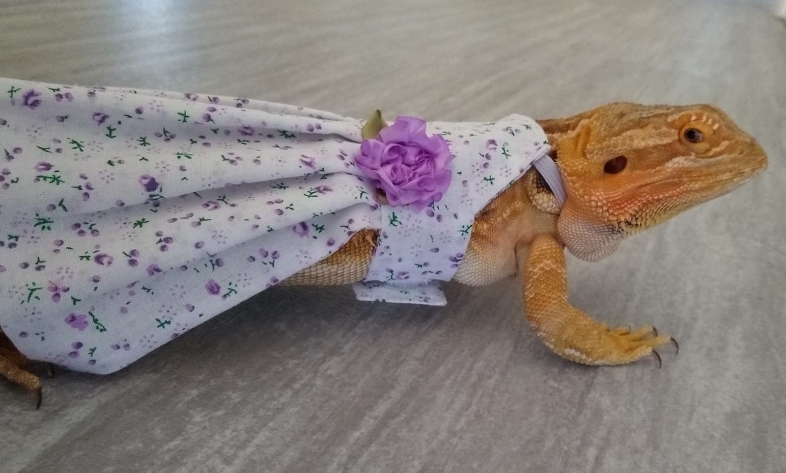 Purple Bearded Dragons