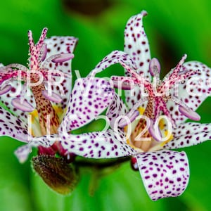 Japanese Toad Lily Flower, Tricyrtis Formosana, Autumn, Fall Foliage, Garden Art, Exotic, Colorful, Spotted, Canvas Option, Close Up Photo