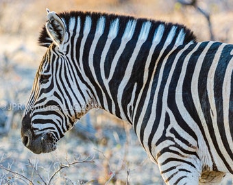 Könnte beinhalten: Ein schwarz-weißes Zebra steht in einem Feld mit trockenem Gestrüpp. Das Zebra ist von der Kamera abgewandt, mit gesenktem Kopf. Die Streifen des Zebras sind deutlich sichtbar.