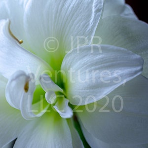 White Amaryllis Square Unframed Print, Amaryllidinae, flowering Christmas bulb, macro photographic image, close up flower, forcing bulbs