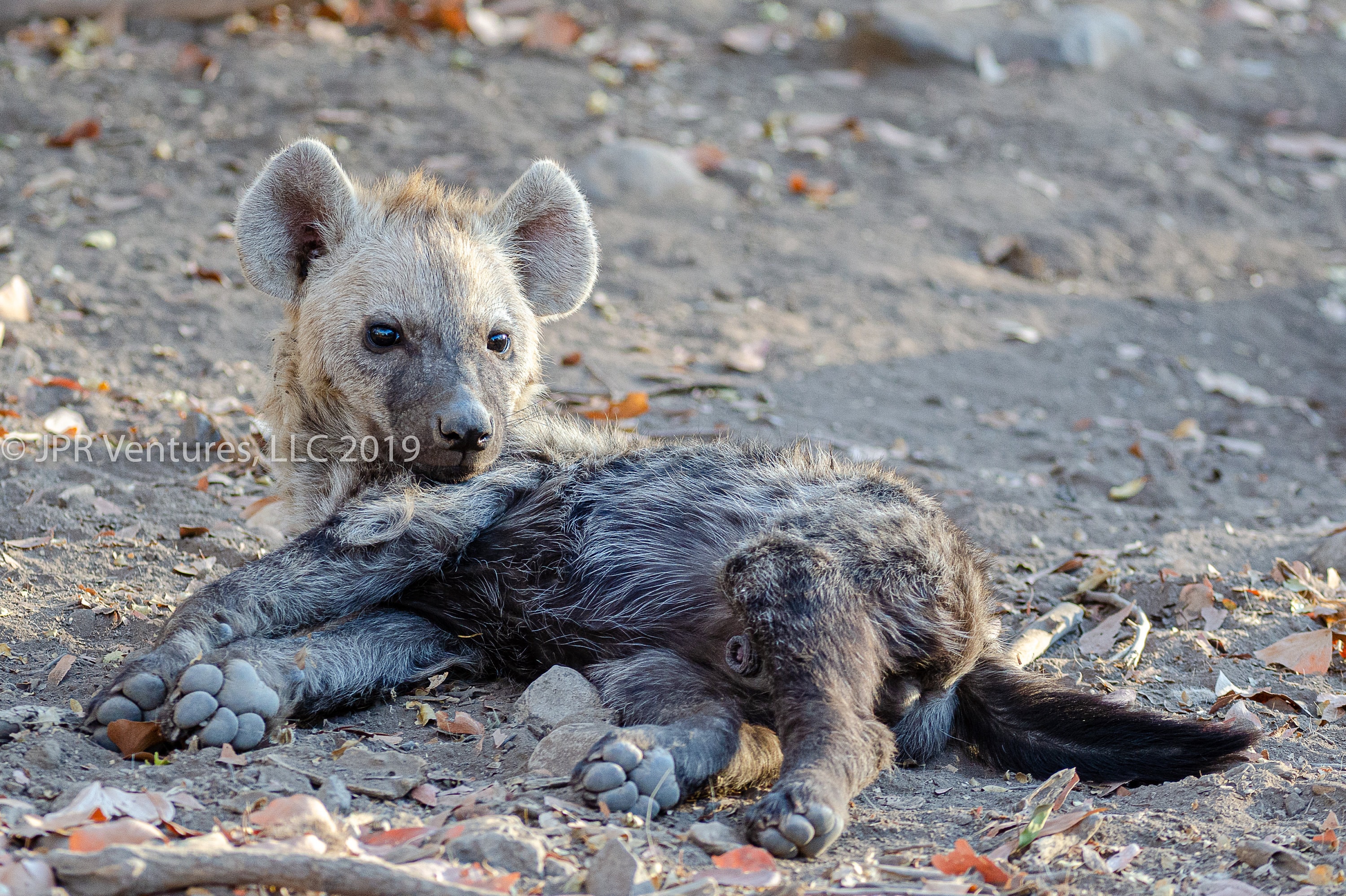 Baby Hyena