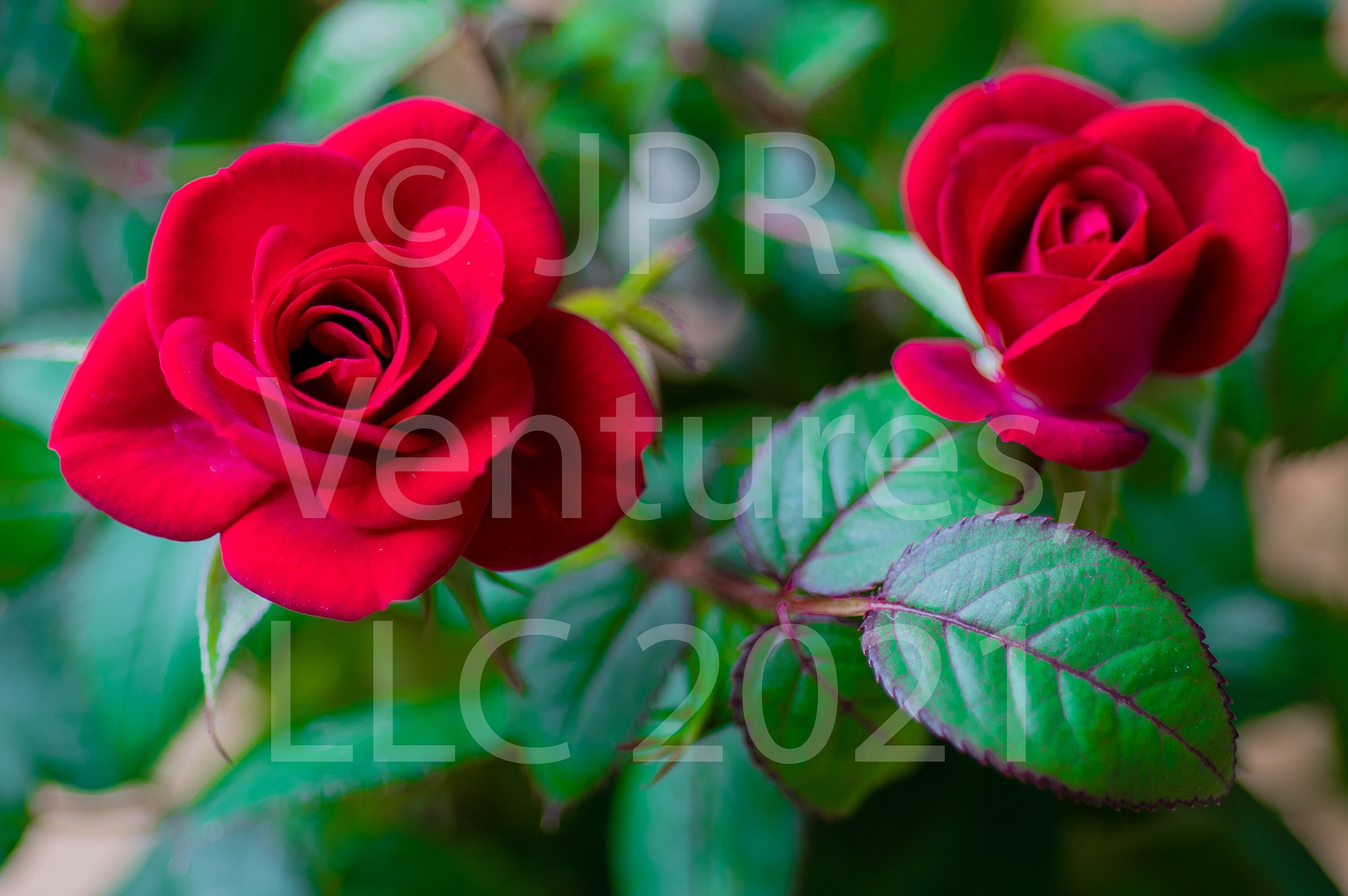 Miniature Red Roses Close up Fine Art Photograph, Floribunda, Rojo Rosa