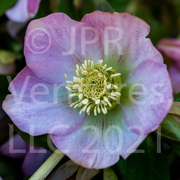 Light Pink Hellebore Unframed Photograph, macro Lenten Rose, Winter Rose close-up, early spring bloom, buttercup, Christmas Rose, Large Size