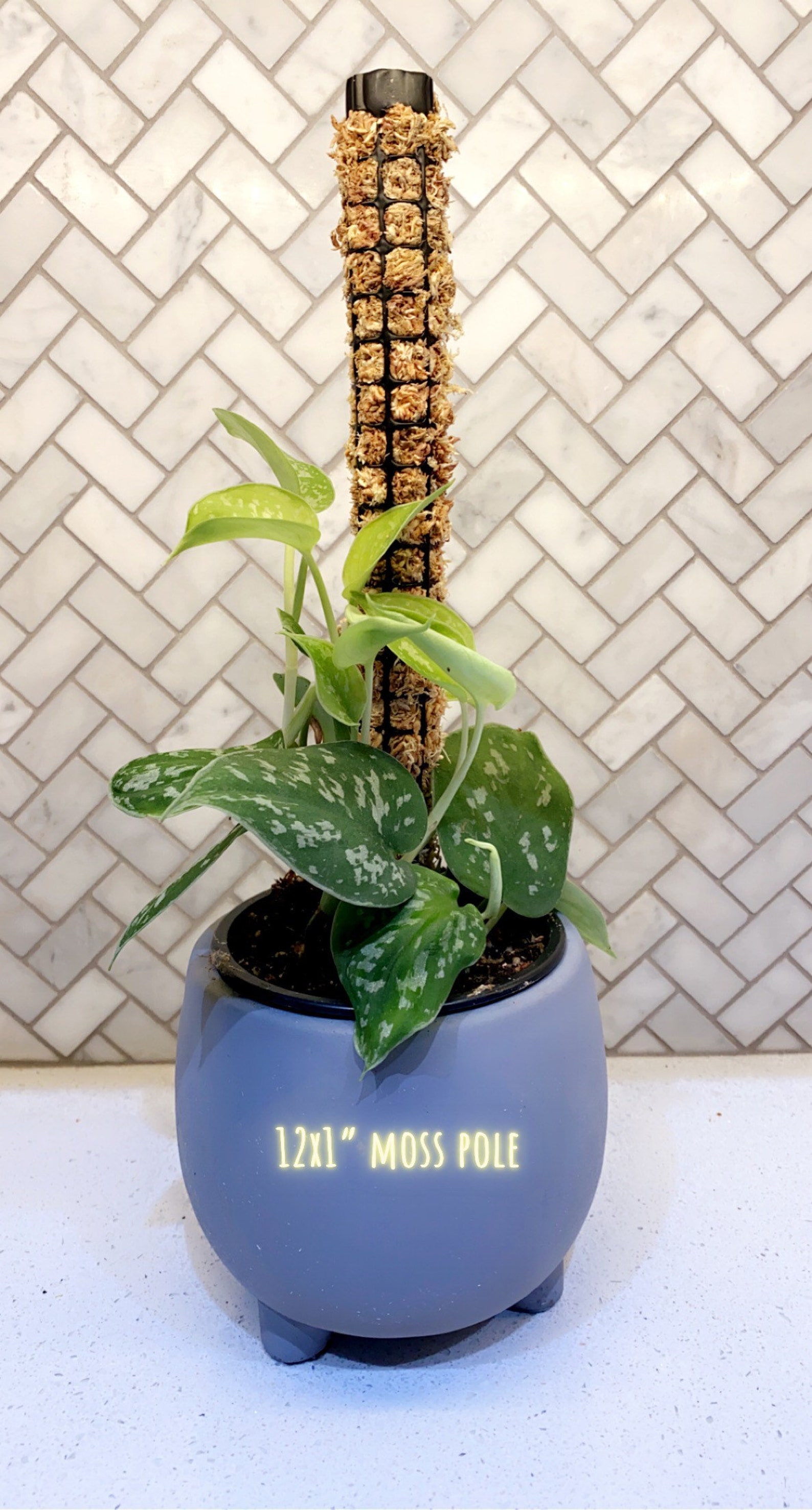 12 Sphagnum Moss Pole 2 Pack Etsy