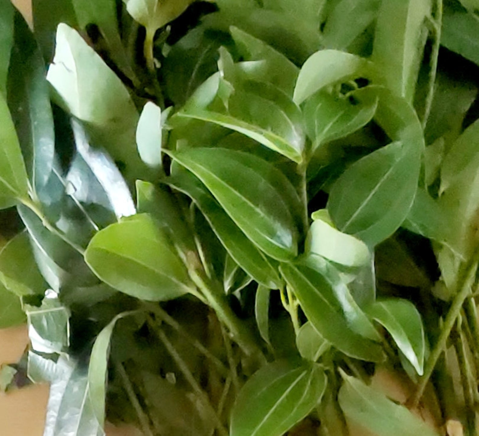 Jamaican Cinnamon Leaves and Sticks Cinnamon Spice Food Etsy