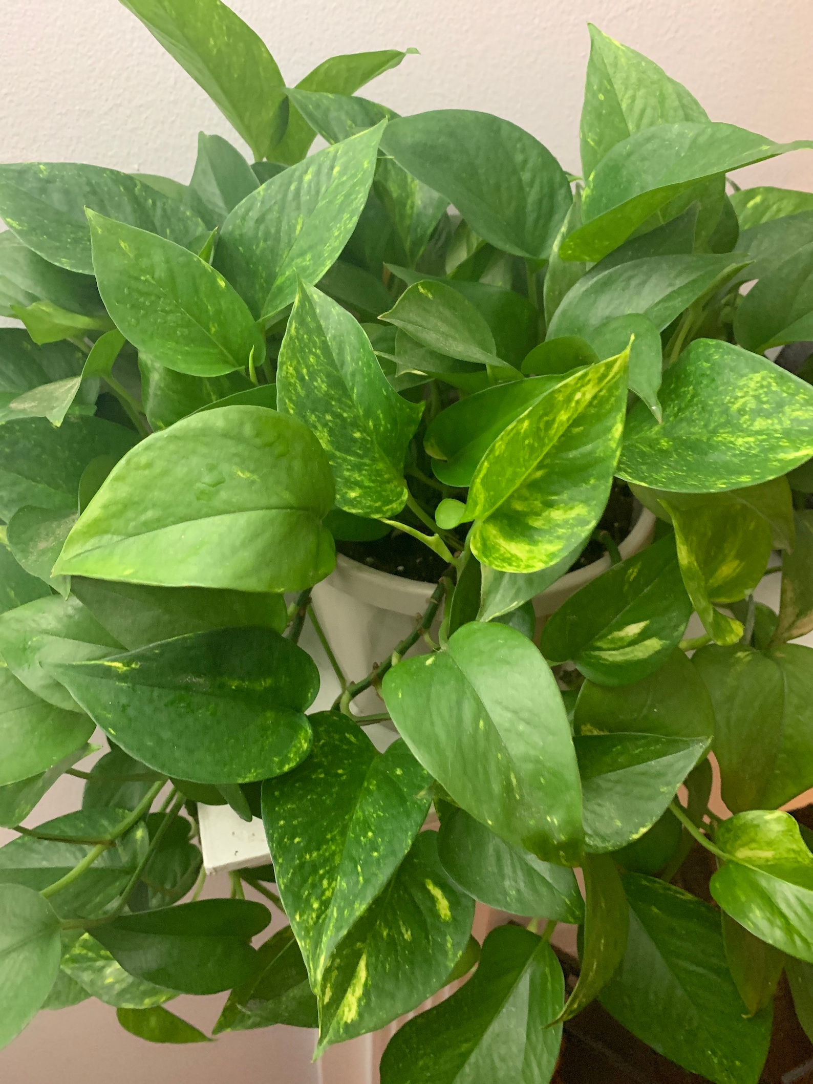Variegated Jade Pothos Cuttings Etsy