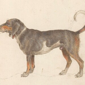 May include: A black and white dog with brown markings stands on a white background. The dog has a long, curled tail and is looking to the left.