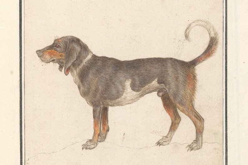 May include: A black and white dog with brown markings stands on a white background. The dog has a long, curled tail and is looking to the left.