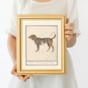 May include: A framed illustration of a black and brown dog with a curled tail. The dog is standing on a white background. The frame is gold and has a white mat. The text below the dog reads "Bracke,  Schwanzgekr&uuml;mmt,  Steiger".