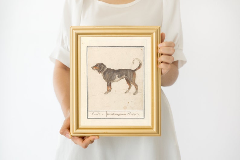 May include: A framed illustration of a black and brown dog with a curled tail. The dog is standing on a white background. The frame is gold and has a white mat. The text below the dog reads "Bracke,  Schwanzgekr&uuml;mmt,  Steiger".