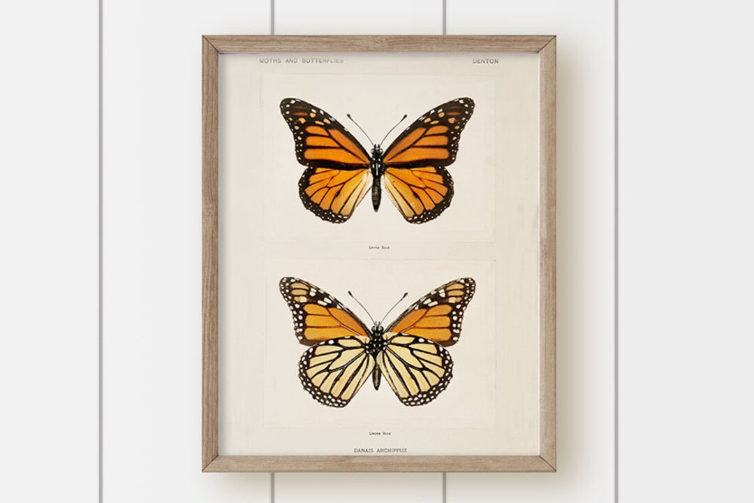 Vintage Art Print - Monarch Butterfly - Etsy