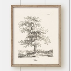 Vintage Tree Landscape Art Print - Tree Illustration 2