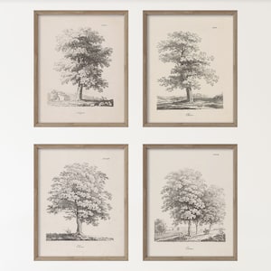Set of 4 Vintage Art Prints - Black and White Tree Gallery Wall
