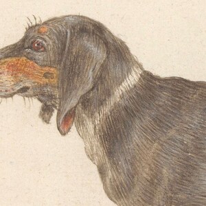 May include: A black and white dog with brown markings on its face. The dog is looking to the left of the image. The dog's fur is detailed with fine lines.