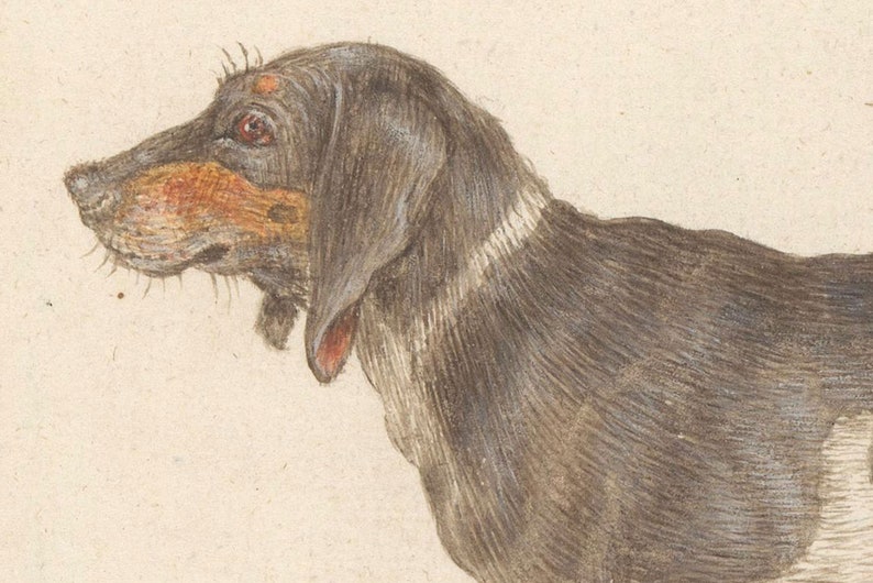 May include: A black and white dog with brown markings on its face. The dog is looking to the left of the image. The dog's fur is detailed with fine lines.