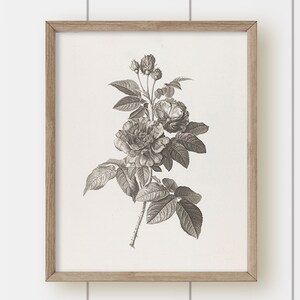 Vintage Botanical Art Print - Gray Rose #3