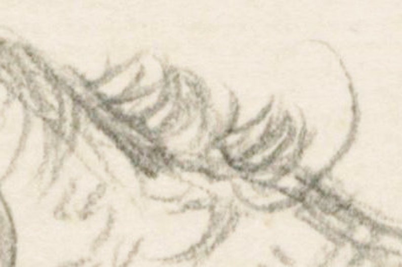 May include: A close-up of a pencil drawing of a horse's mane, showing the detailed texture of the hair.