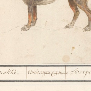 May include: A hand-drawn illustration of a brown and white dog with the text "Brache. Canis Sagax vulgo Brachus Braque."