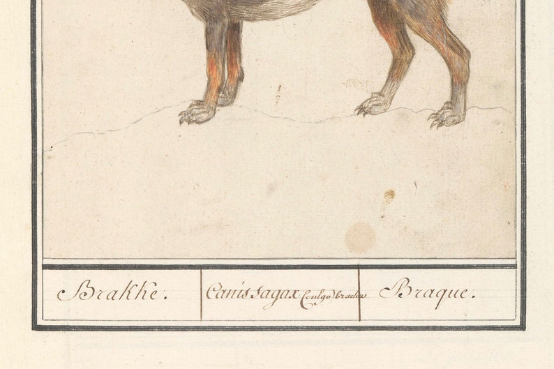 May include: A hand-drawn illustration of a brown and white dog with the text "Brache. Canis Sagax vulgo Brachus Braque."