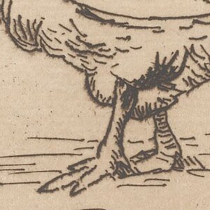 K&ouml;nnte beinhalten: Nahaufnahme eines Vogelfu&szlig;es, gezeichnet mit schwarzer Tinte auf einem hellbraunen Papierhintergrund. Der Fu&szlig; ist mit detaillierten Linien und Schattierungen dargestellt.