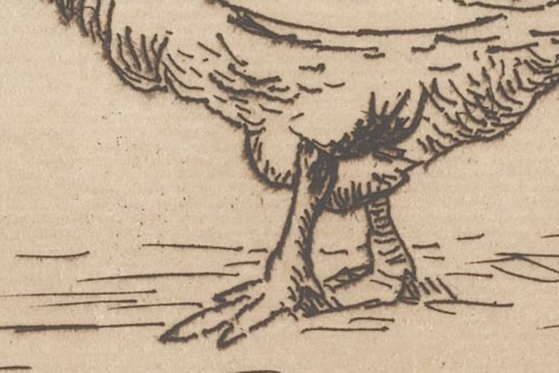 K&ouml;nnte beinhalten: Nahaufnahme eines Vogelfu&szlig;es, gezeichnet mit schwarzer Tinte auf einem hellbraunen Papierhintergrund. Der Fu&szlig; ist mit detaillierten Linien und Schattierungen dargestellt.
