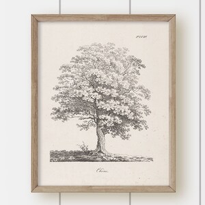 Vintage Tree Landscape Art Print - Tree Illustration 3