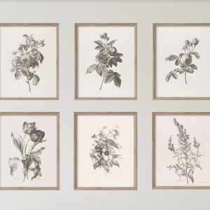 Set of 6 Vintage Art Prints - Gray Botanicals